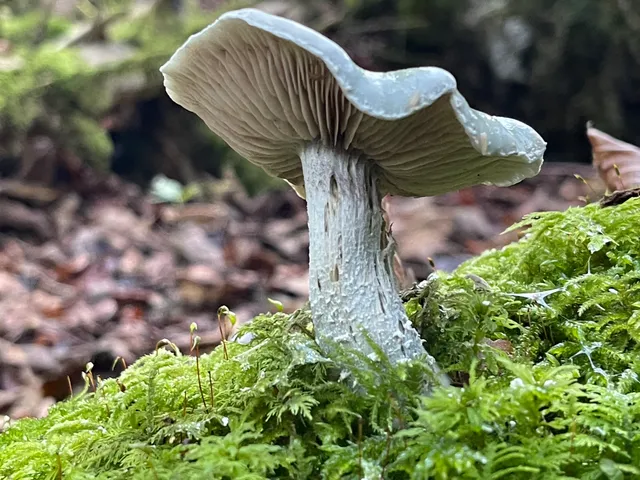 Verdigris Agaric