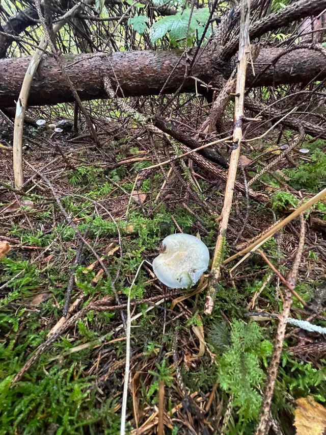 Verdigris Agaric