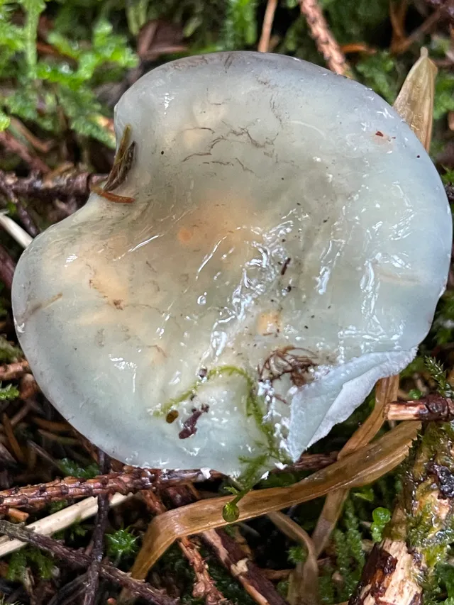 Verdigris Agaric