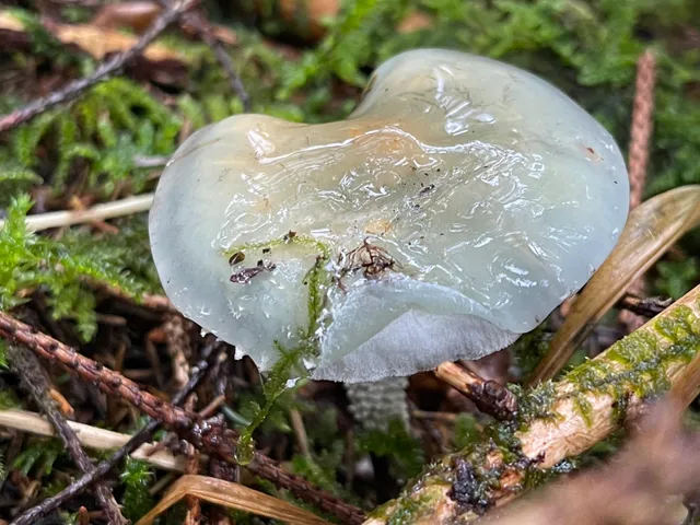 Verdigris Agaric