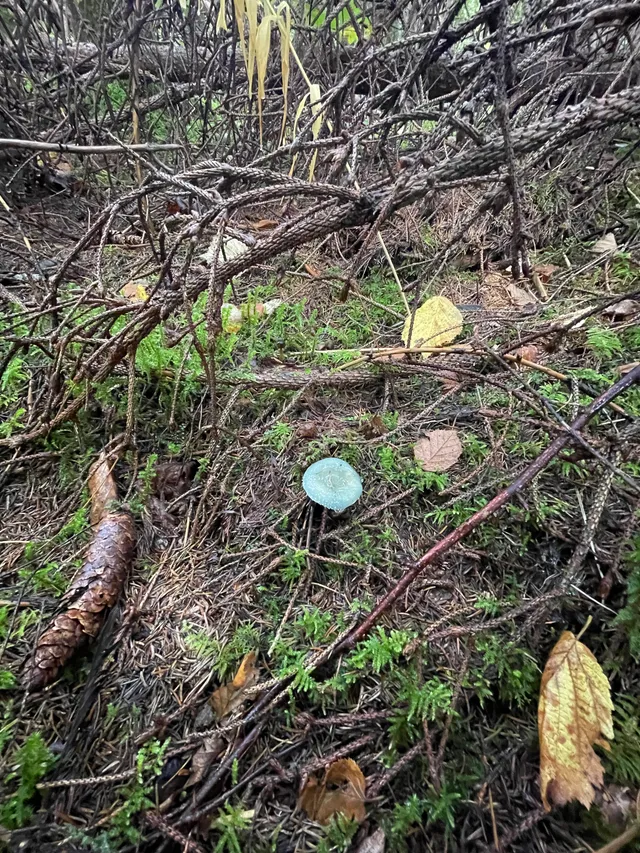 Verdigris Agaric