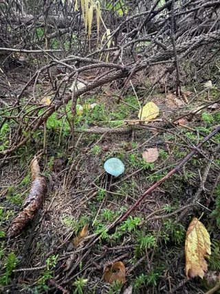 Verdigris Agaric — 2