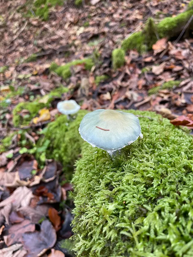 Verdigris Agaric