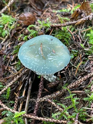 Verdigris Agaric — 3