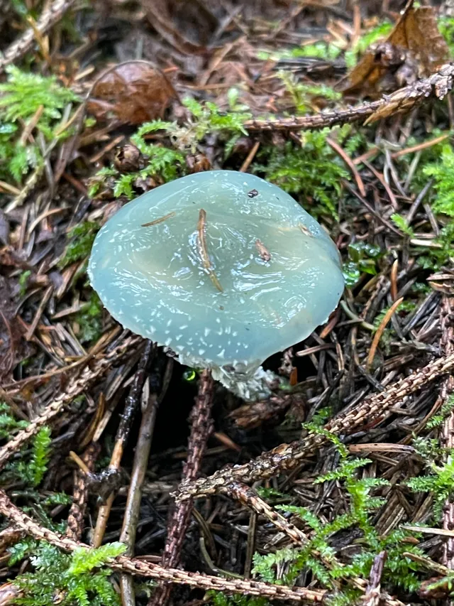 Verdigris Agaric