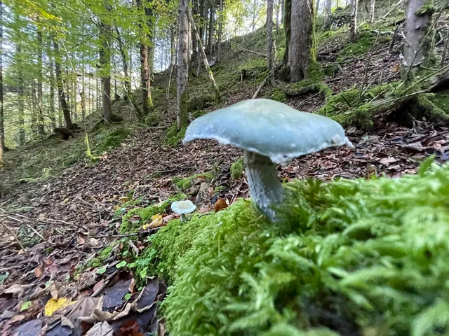 Verdigris Agaric
