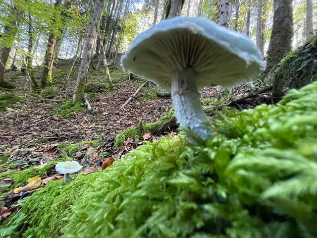 Verdigris Agaric