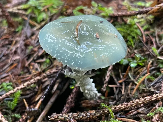 Verdigris Agaric