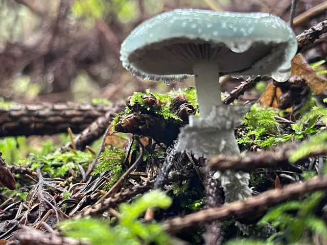 Verdigris Agaric