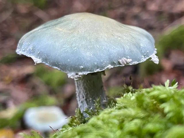 Verdigris Agaric