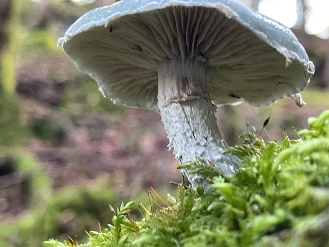 Verdigris Agaric