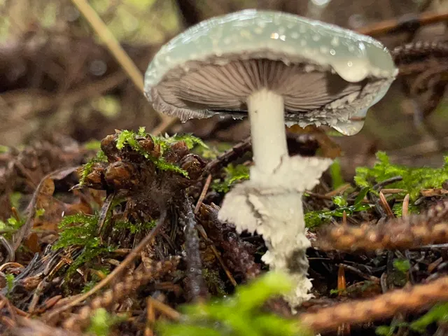 Verdigris Agaric