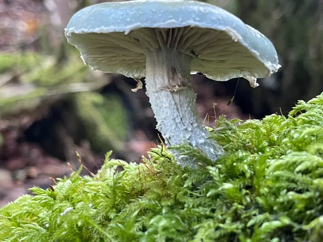 Verdigris Agaric