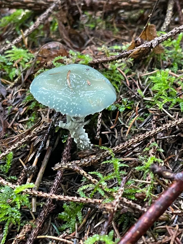 Verdigris Agaric