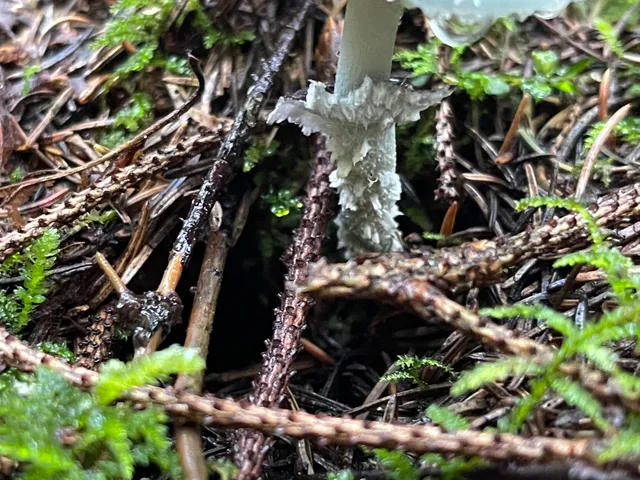 Verdigris Agaric
