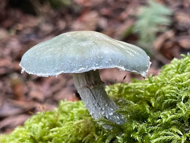 Verdigris Agaric