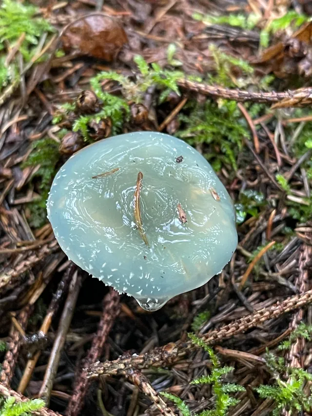 Verdigris Agaric