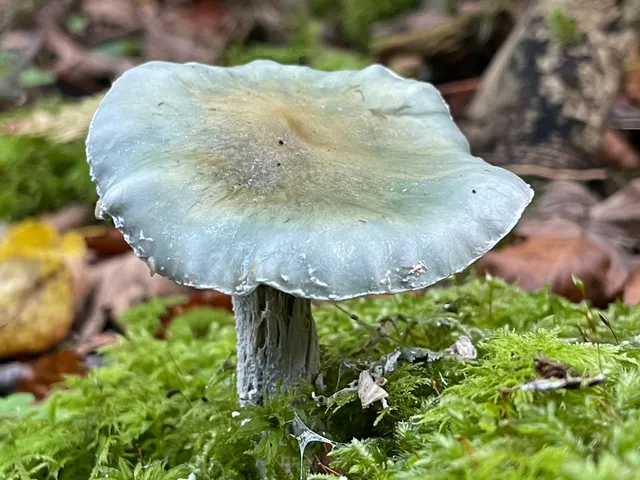 Verdigris Agaric