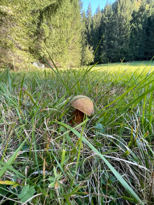 Lurid bolete