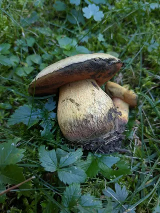 Lurid bolete — 4