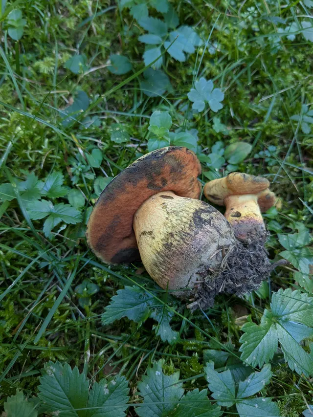 Lurid bolete