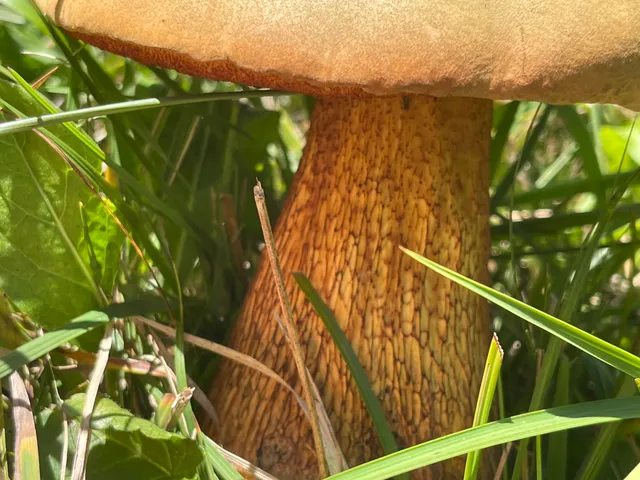 Lurid bolete