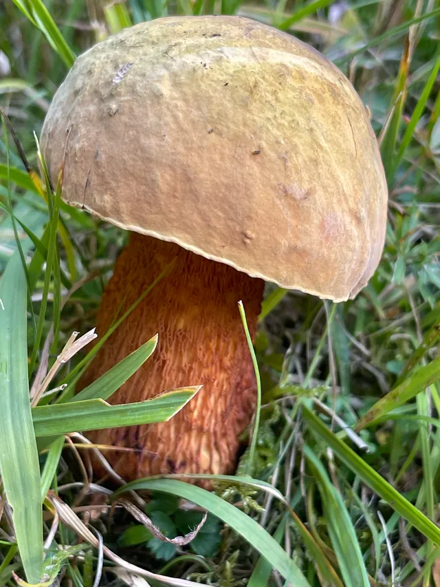 Lurid bolete
