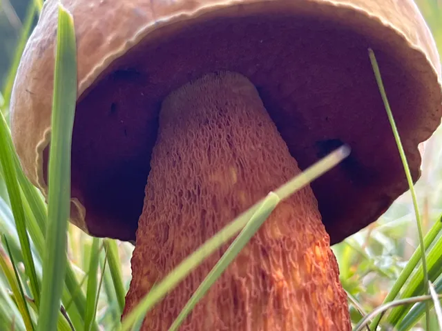 Lurid bolete