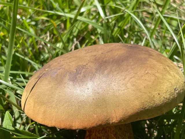 Lurid bolete