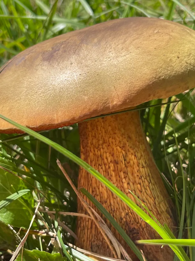 Lurid bolete