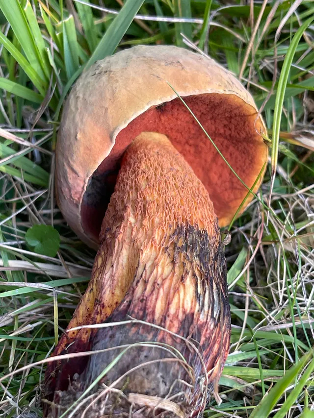 Lurid bolete