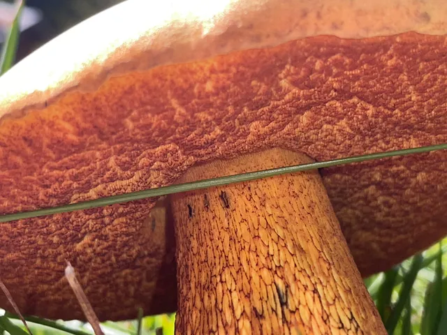 Lurid bolete