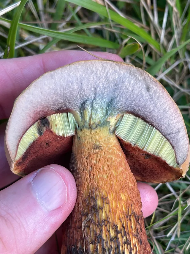 Lurid bolete