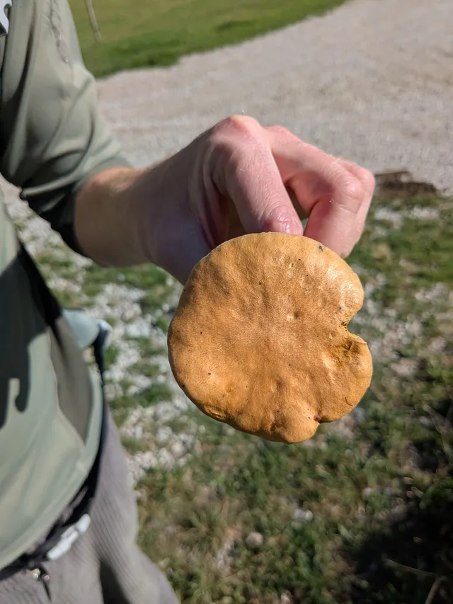 Bovine Bolete