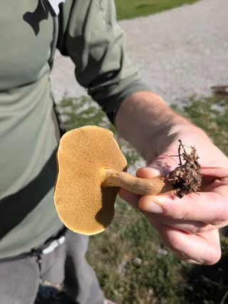 Bovine Bolete — 2