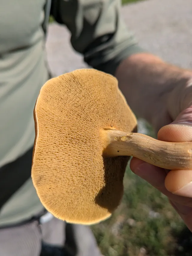 Bovine Bolete