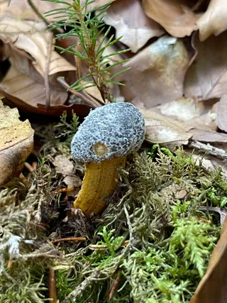 Long-segment Truffleclub* — 2