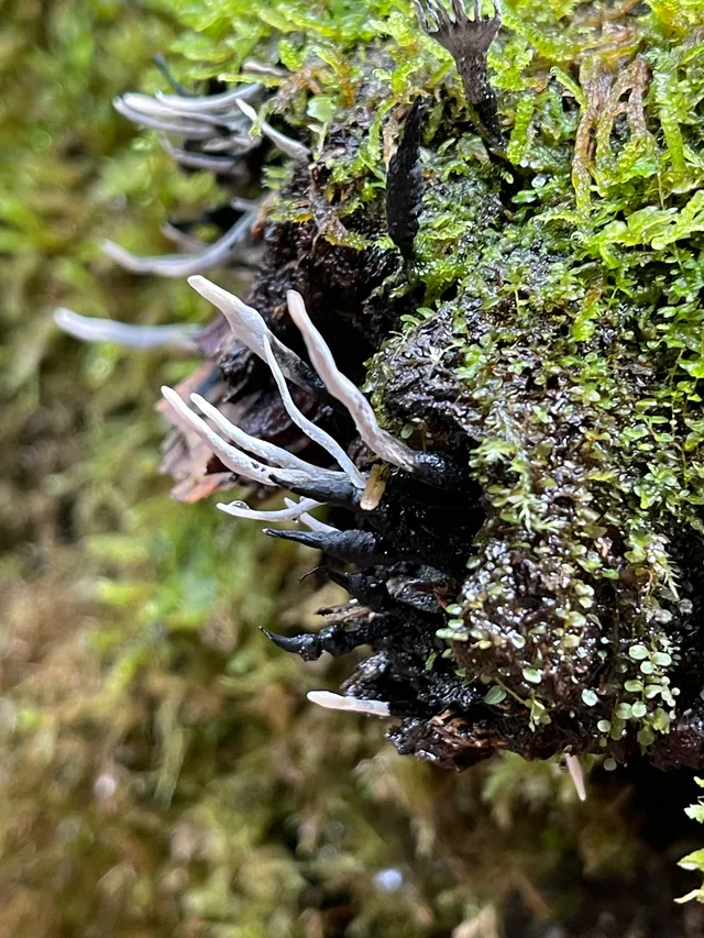 Candlesnuff Fungus