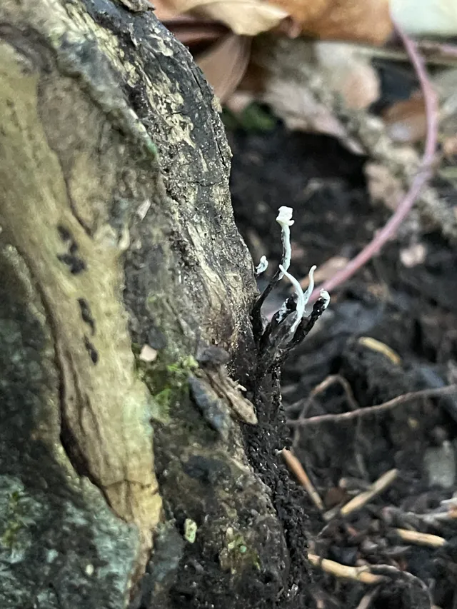 Candlesnuff Fungus