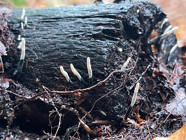 Candlesnuff Fungus