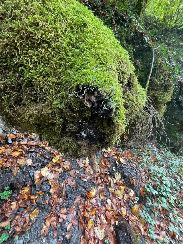 Candlesnuff Fungus