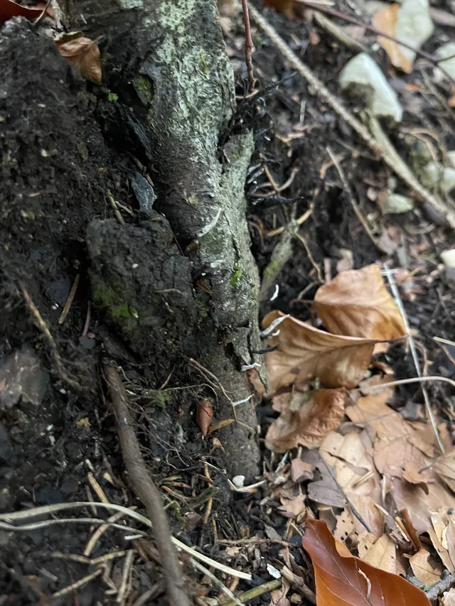 Candlesnuff Fungus