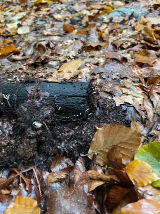 Candlesnuff Fungus — 2