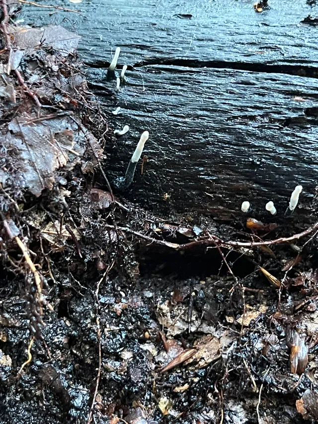 Candlesnuff Fungus