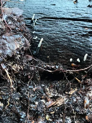 Candlesnuff Fungus — 3