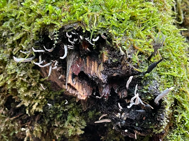 Candlesnuff Fungus