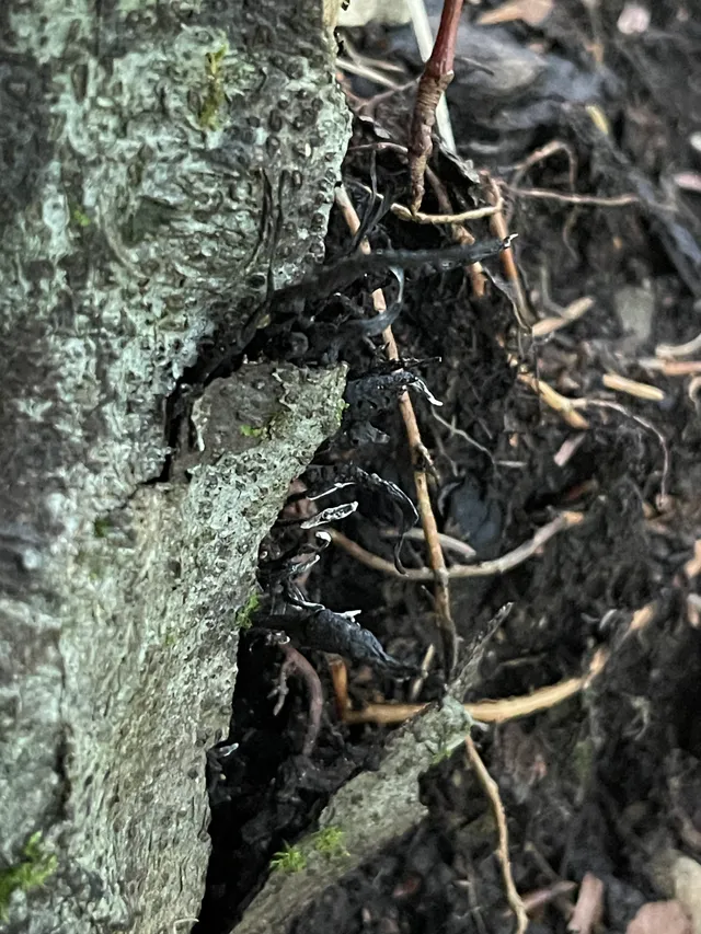 Candlesnuff Fungus