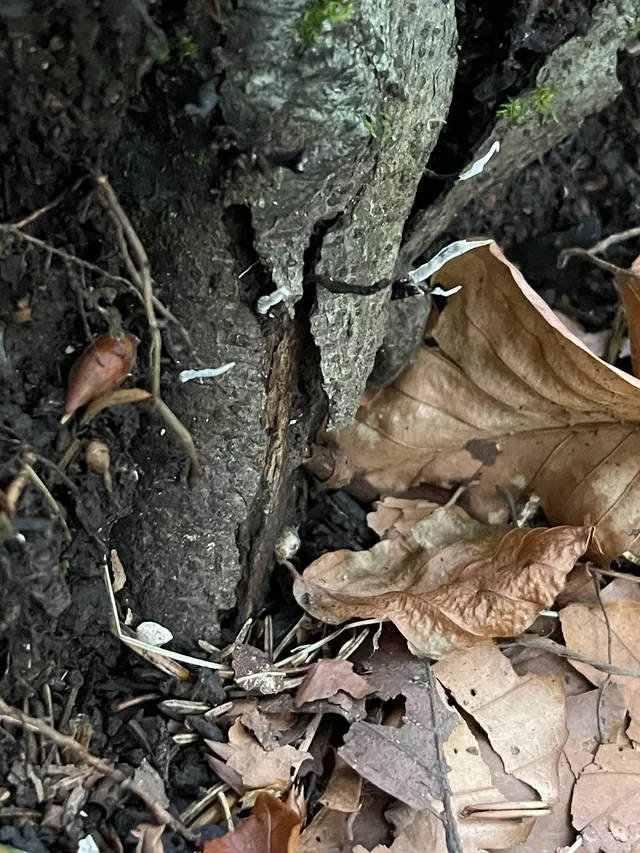 Candlesnuff Fungus