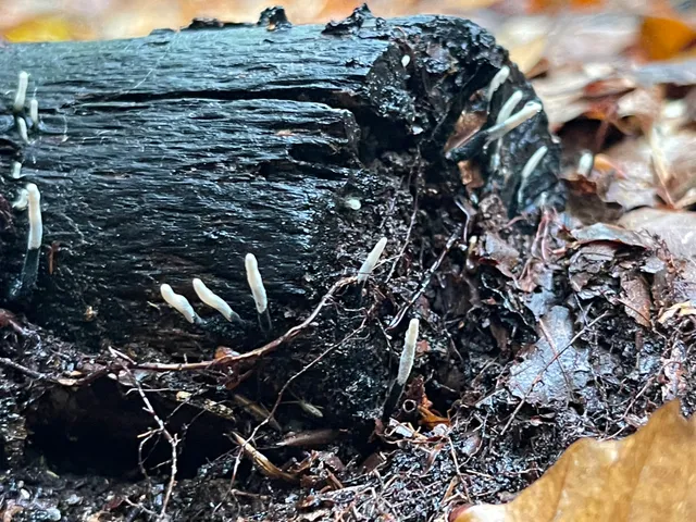 Candlesnuff Fungus