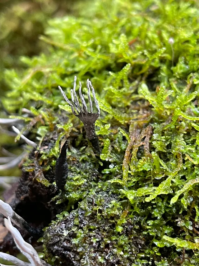 Candlesnuff Fungus